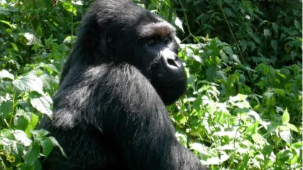 UGANDA - GORILLA