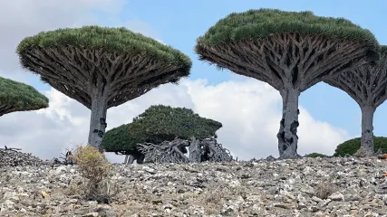Fotografia degli alberi del drago, tipici dell'isola di Socotra, in un terreno arido e roccioso