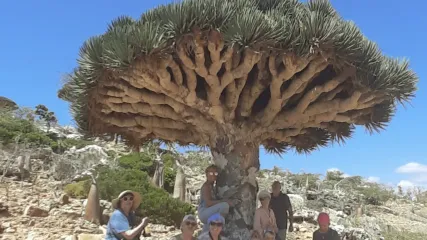 Un gruppo di viaggiatori all'ombra dell'albero del drago nell'isola di Socotra