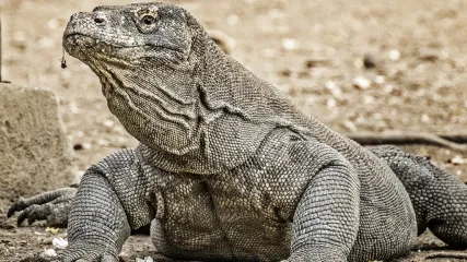 DRAGHI KOMODO - INDONESIA - VIAGGITRIBALI
