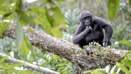 GABON