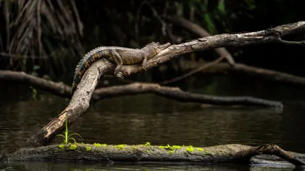 GABON