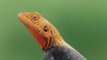 Guinea Equatoriale - Viaggitribali