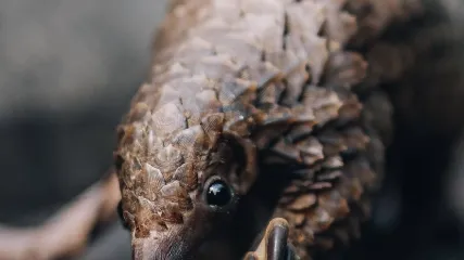 GUINEA EQUATORIALE - VIAGGITRIBALI