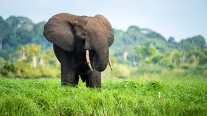 GABON