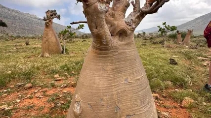 SOCOTRA