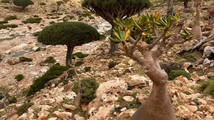 SOCOTRA