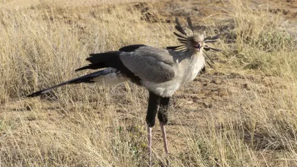 KENYA
