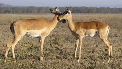 KENYA