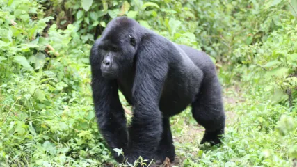foto copertina uganda