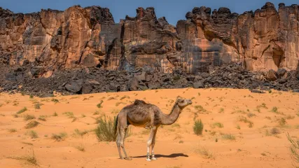 Dromedario solitario nel deserto con un imponente massiccio montuoso roccioso sullo sfondo