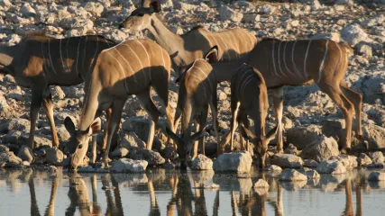 NAMIBIA