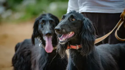KYRGYZSTAN, SALBUURUN FESTIVAL