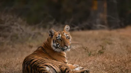 RAJASTHAN RANTHAMBHORE