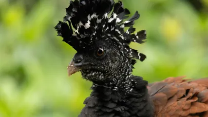 COSTA RICA
