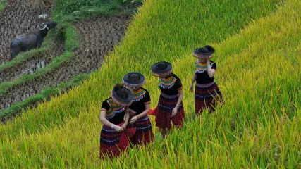 vietnam del nord sapa risaie etnie