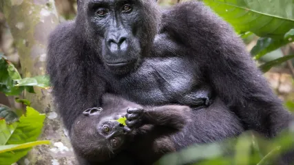 GABON LOANGO