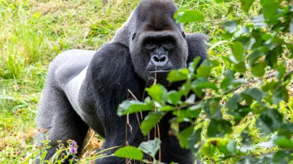 gabon gorilla