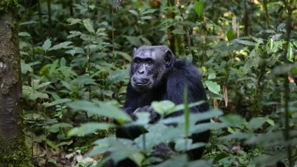 GABON SCIMPANZE