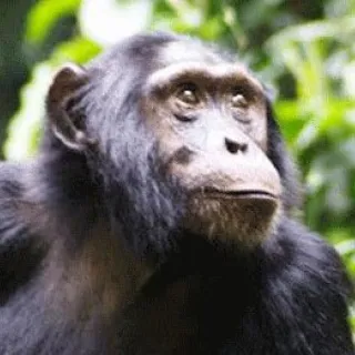 Scimpanzè Uganda