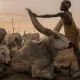 1 MUNDARI CATTLE CAMP COPERTINA