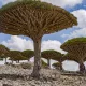 Curiosità su Socotra