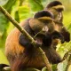 GOLDEN-MONKEY-TRACKING-IN-VOLCANOES-NATIONAL-PARK