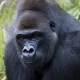 gorilla di montagna di Uganda