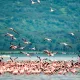Fenicotteri rosa Lago Nakuru Kenya