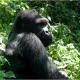 UGANDA - GORILLA