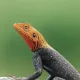 Guinea Equatoriale - Viaggitribali