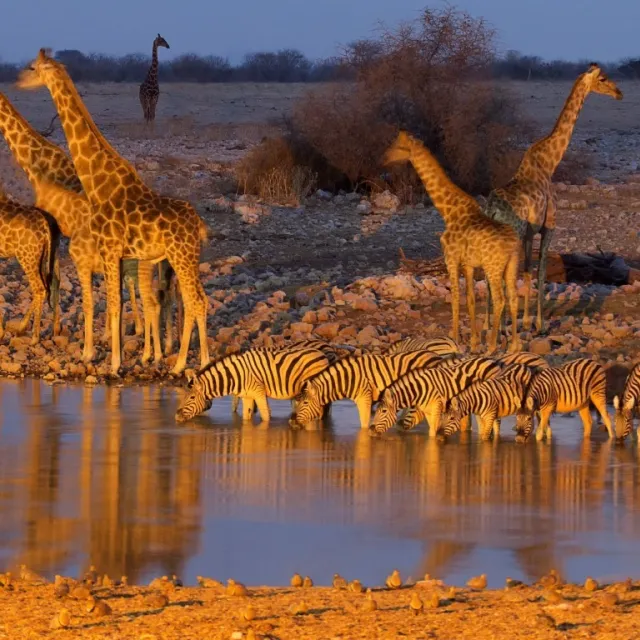 etosha-national-park-namibia- (Media)