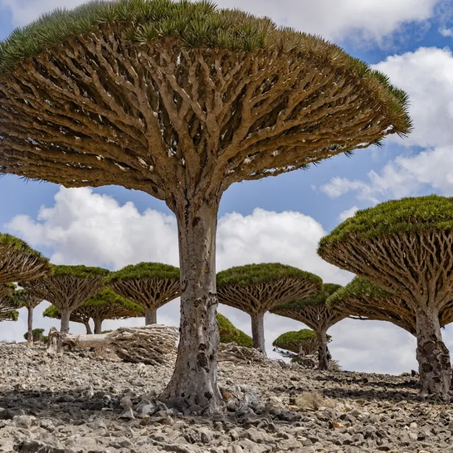 socotra albero
