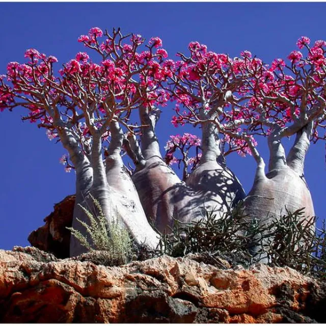 albero rosso a socotra
