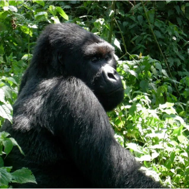 UGANDA - GORILLA