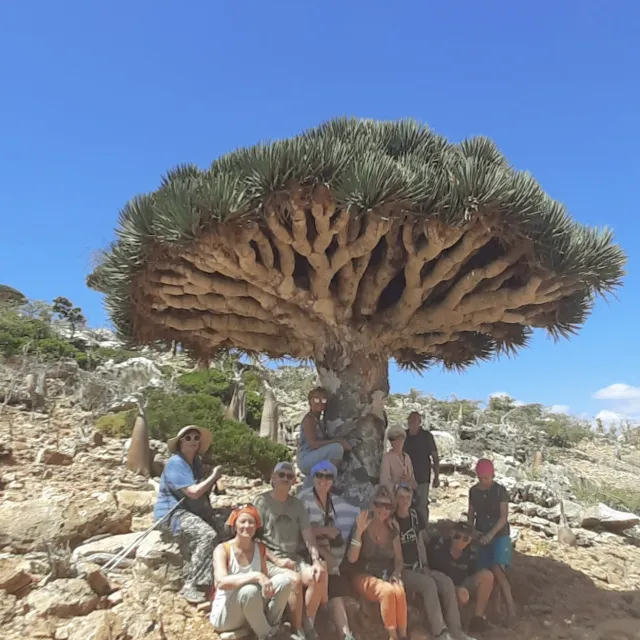 Un gruppo di viaggiatori all'ombra dell'albero del drago nell'isola di Socotra
