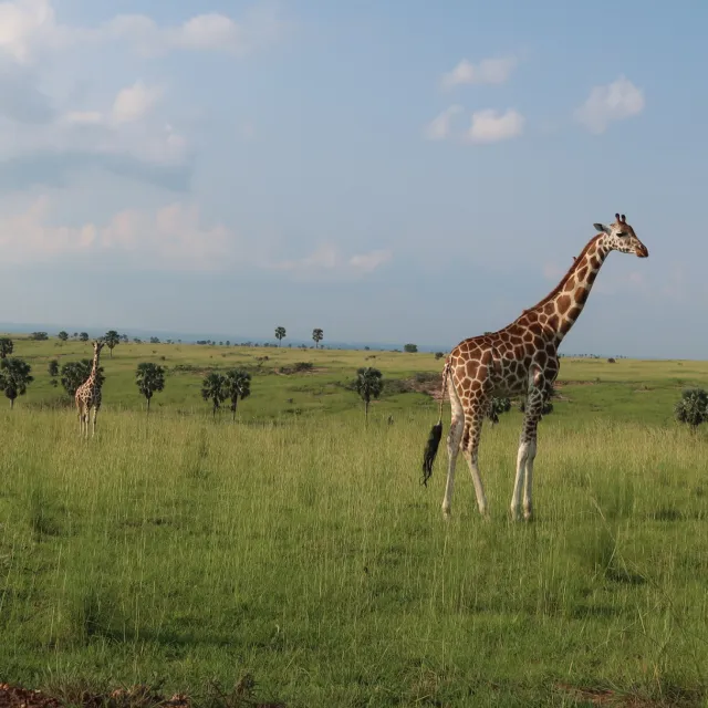 TANZANIA SAFARI