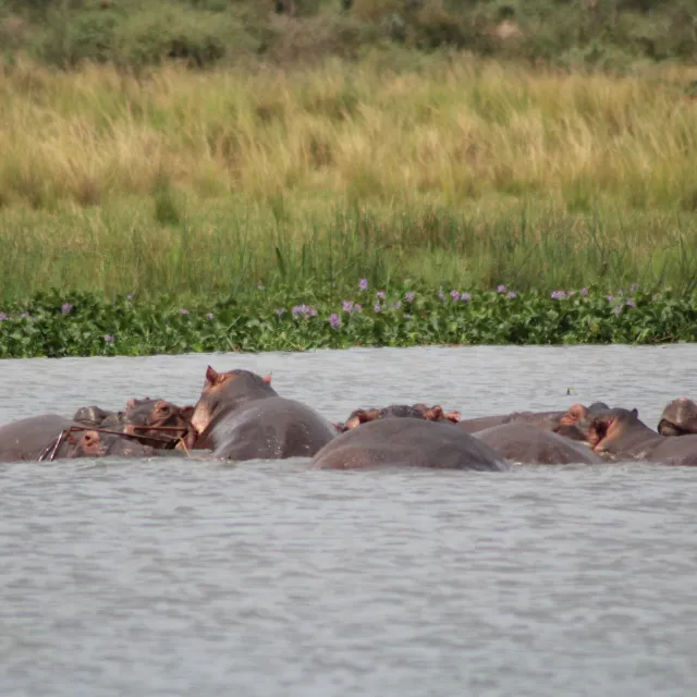 TANZANIA SAFARI