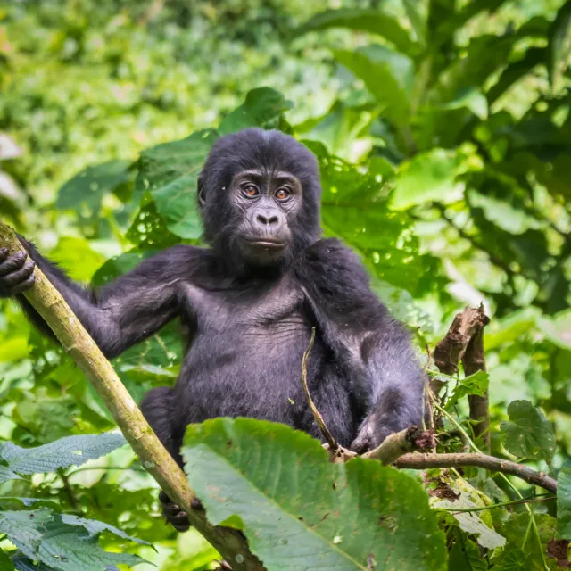 UGANDA