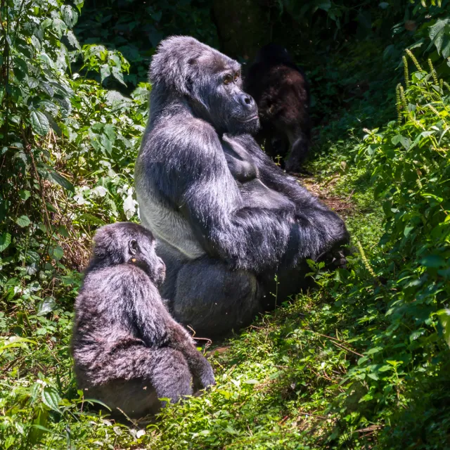UGANDA