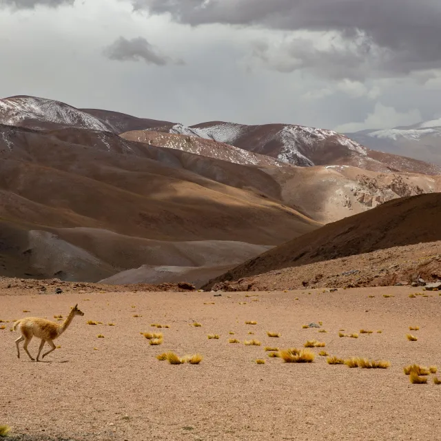 PUNA ARGENTINA