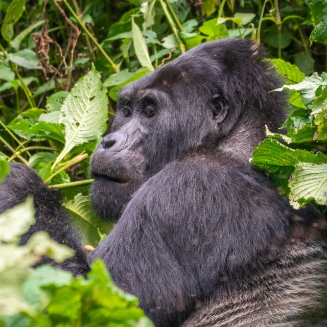 UGANDA GORILLA